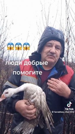помочь утке