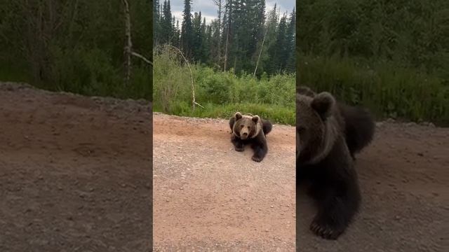 будь на стороже..с медведем смотреть онлайн