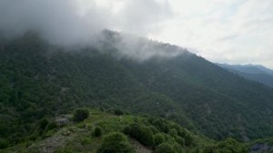 В этом клипе каждое дерево поёт свою песню - One Day Soon -- LOPKERJO -- FATE