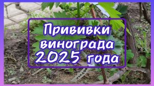 Состояние прививок винограда через месяц