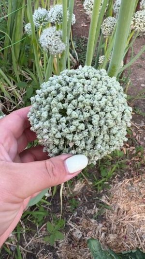 Зреет семя ялтинского лука