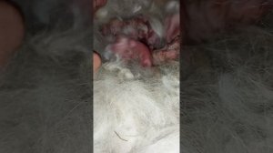 Летние окролы. Всё ли хорошо?