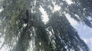 Кедр GLAUCA PENDULA, CLT 375