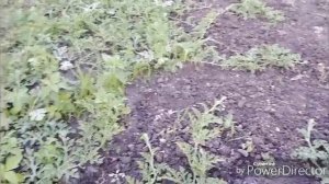 Жара возвращается, работаю только вечером.