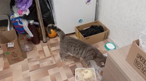 моя счастливая и размеренная жизнь в деревне, уютный дом