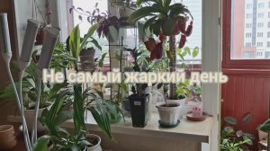 Не самый жаркий день