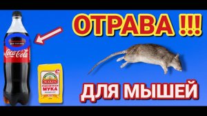 2  СПОСОБА как избавиться от МЫШЕЙ просто и быстро