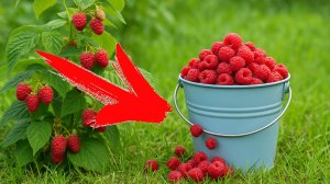 Ухаживайте за малиной ТАК и она даст ОГРОМНЫЙ урожай