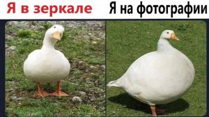 Приколы! Мемы! Я В ЗЕРКАЛЕ - Я НА ФОТО! Смешные видео от Доми шоу!