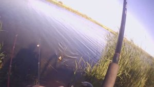 Живу в деревне, поехал на Рыбалку с ночёвкой на диком пруду. Утро. Что то пошло не так