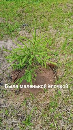 ёлочка до и после