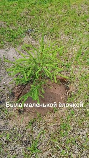 ёлочка до и после
