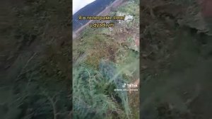 Подстриг можжевельник. Буду пробовать укоренять срезанные ветки #можжевельник #сад #огород #дядявитя
