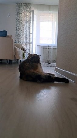 будни кошки Маруси 
#безкотаижизньнета #зарядкадляхвоста