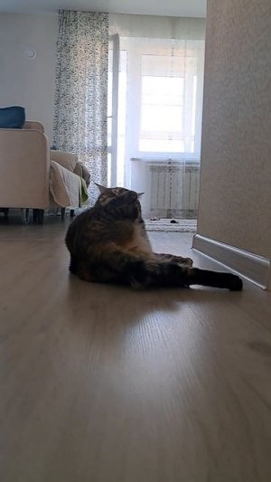 будни кошки Маруси 
#безкотаижизньнета #зарядкадляхвоста