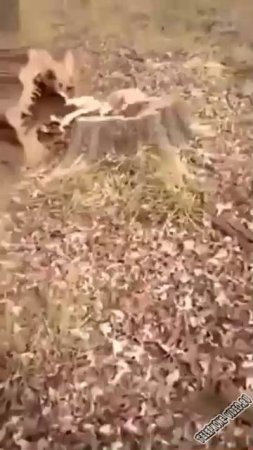 ??????????........
