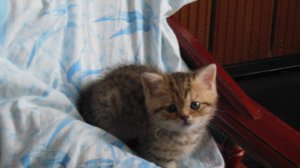 Котёнок