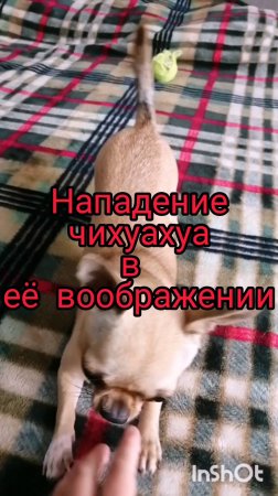 Чихуахуа нападает ☺️