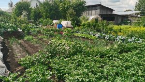Огородные работы 6 июля посевы для позднего урожая! Собираю урожай малины.