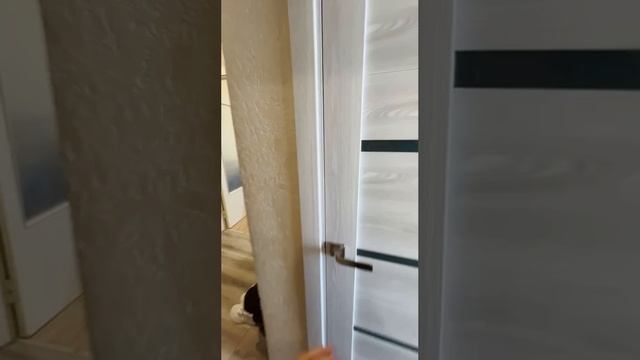 video5431896674563817917