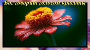 Бог говорит голосом красоты