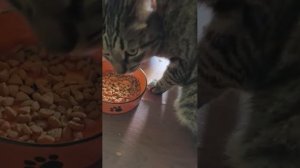 котик Чипуся играет