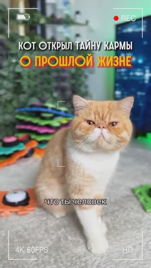 Кот открыл тайну прошлой жизни