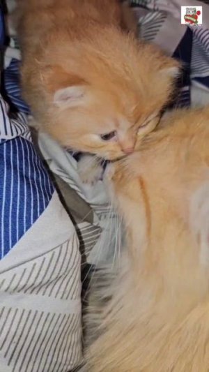 Доброго Вечера 🌜😻❤️😻🌞