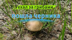 Уехал за грибами, пошла черника