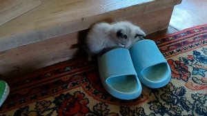 игривые котята