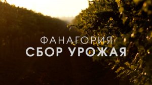 Фанагория. Сбор урожая