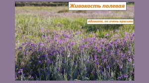 Фиолетовые поля: цветёт живокость полевая (сокирки-топорики). 06.07.2025