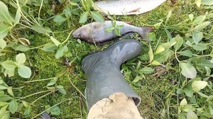 рыбалка на севере ХМАО-Югры окунь щука