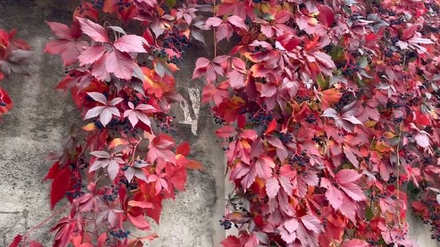 ИТОГИ СЕНТЯБРЯ-вышивка крестом,финиш,процессы,рисунки,и снова про воскеры. смотреть онлайн