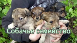 Что делают эти милые щенки рядом с нашим домом?
