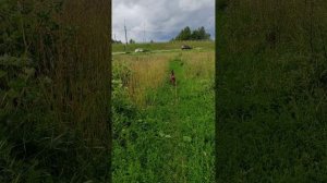 Антоний