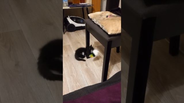 1 игрушка моей кошки.