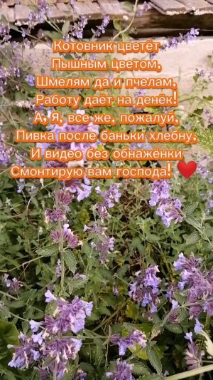 РАБОТА ПОДОЖДЁТ! ТОЛЬКО ШМЕЛИ ДА ПЧЁЛКИ РАБОТАЮТ ВСЕГДА! #пчёлы #шмель #природа #деревня