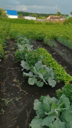 Дождь полил огород где все растет на Ивана Купалу!