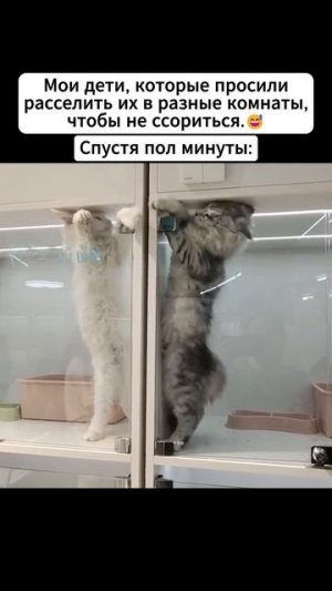 Милашки