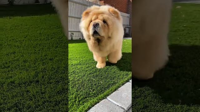 Животные приколы и не только