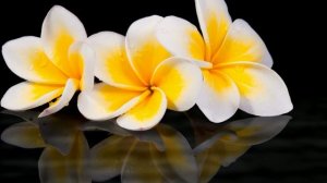 Футаж. Цветы над водой 20