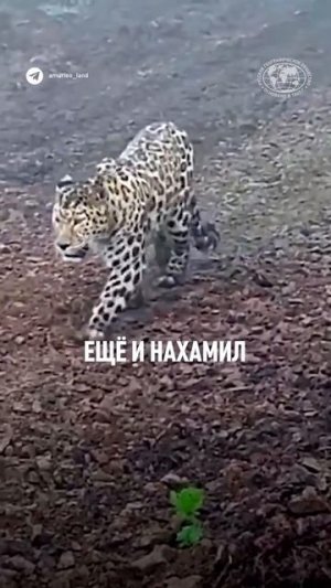 А как бы вы отреагировали? 😅 #природа #животные #кошки #смешное