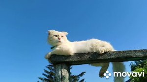 Утро началось с разговора с котом♥