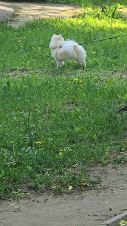 #собачка #reels #short #shorts #margo #shortvideo #dog #dogs #doglife #dogshort #dogvideo #surpruse