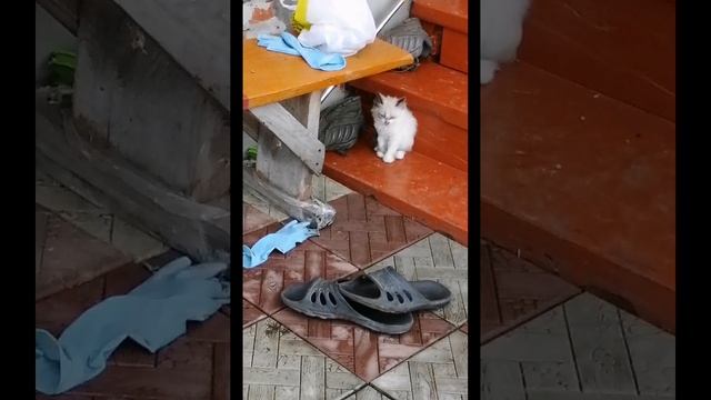 SVID_20250706_161846_1.mp4