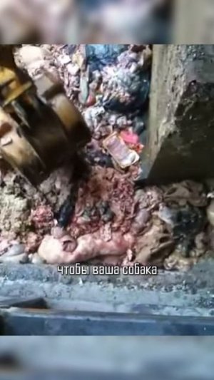 Перестаньте травить свою собаку