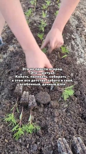 Зачем россияне свой отпуск проводят на грядках? 🍅