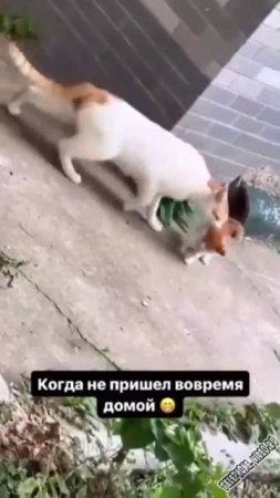 Когда не пришёл вовремя домой ))))