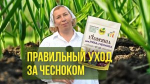 Правильный уход за чесноком